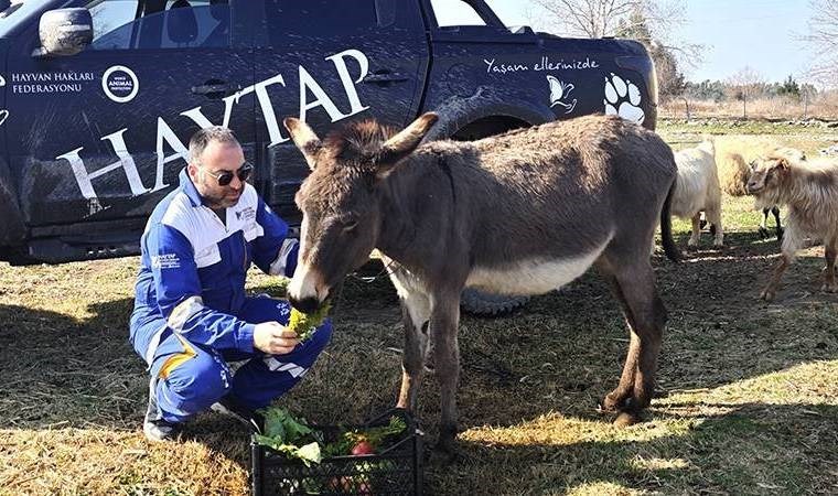 Ölüme terk edilen ‘Kadife’ hayata döndü sondakika haberleri net