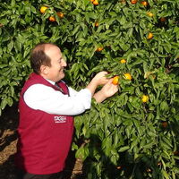 Son Dakika 2 Mandalina Ve 4 Muz çeşidi Geliştirildi