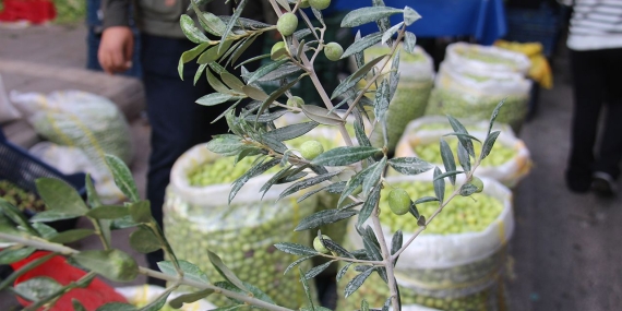 son-dakika-haberi-yesil-zeytinde-fiyatlar-her-gecen-gun-artiyor