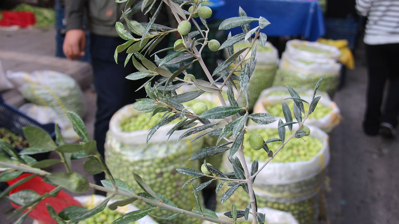 son-dakika-haberi-yesil-zeytinde-fiyatlar-her-gecen-gun-artiyor