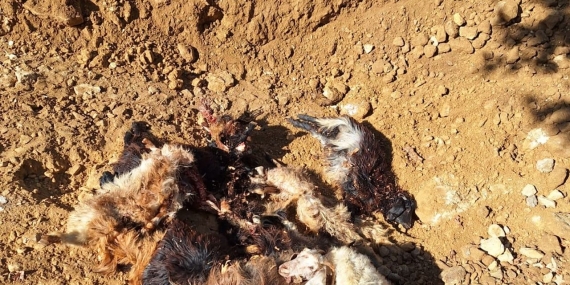 son-dakika-haberi-batman’da-kurtlar-agila-girdi:-10-kucukbas-telef-oldu