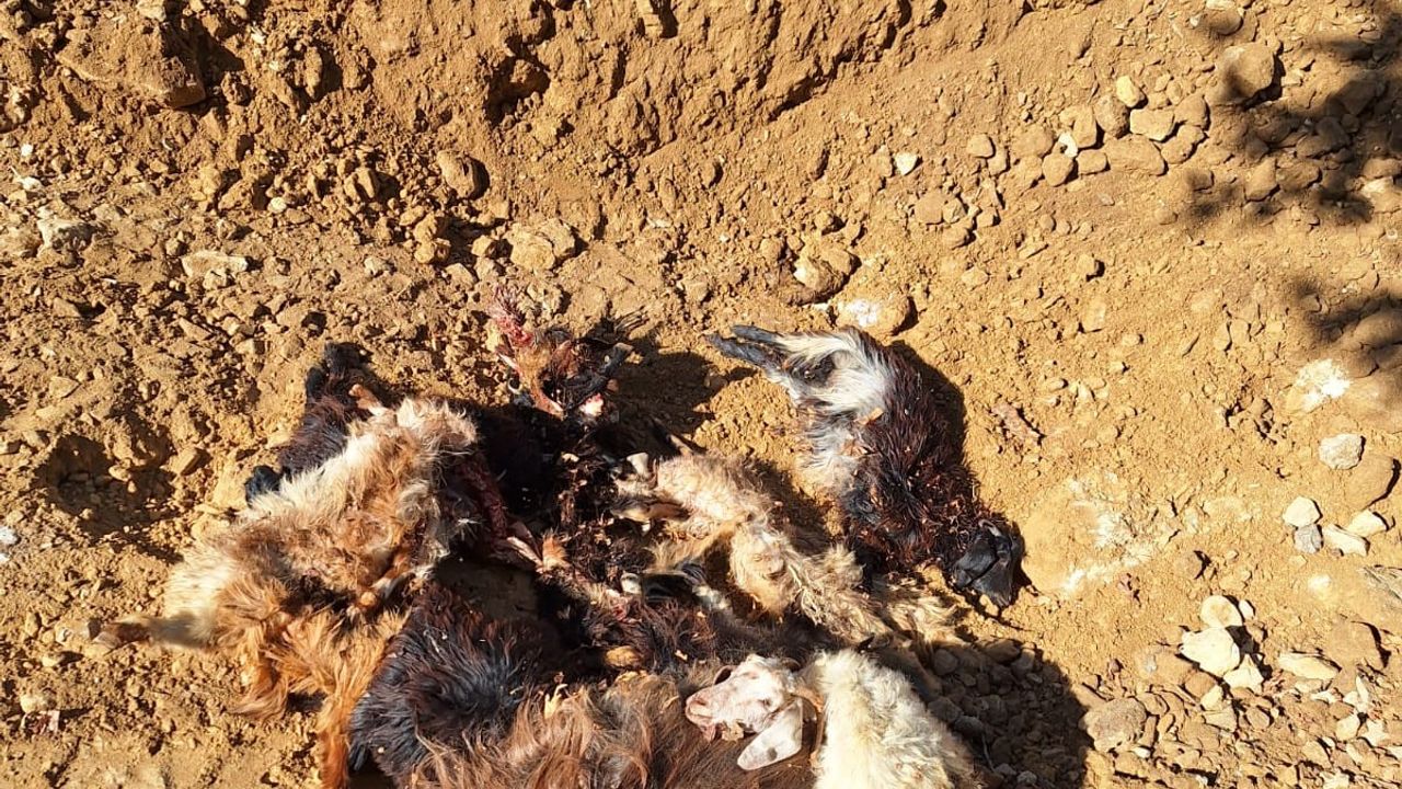 son-dakika-haberi-batman’da-kurtlar-agila-girdi:-10-kucukbas-telef-oldu