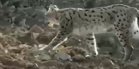 son-dakika-haberi-nesli-tukenmekte-olan-vasak-o-ilde-goruntulendi