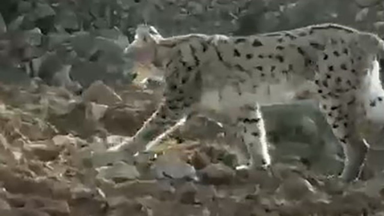 son-dakika-haberi-nesli-tukenmekte-olan-vasak-o-ilde-goruntulendi